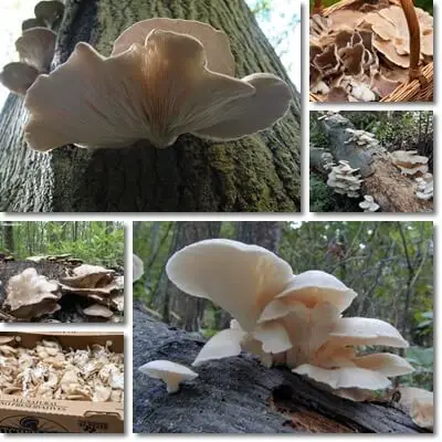 Pleurotus ostreatus benefits