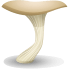 Tree oyster mushroom