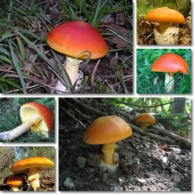 Amanita Caesarea mushroom