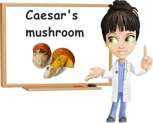 Caesar mushroom