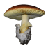 Caesar's mushroom