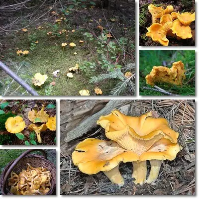 Chanterelle mushrooms