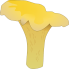 Chanterelle