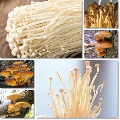 Enokitake mushrooms