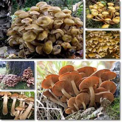 Honey fungus mushroom