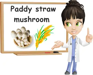 Paddy straw mushrooms benefits