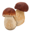 Porcini