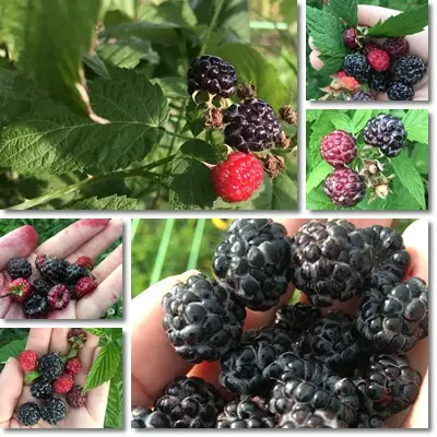 Black raspberries