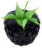 Black raspberry