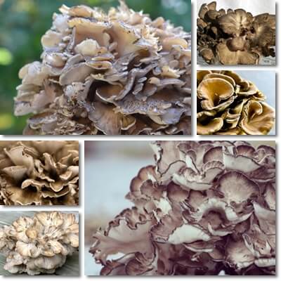 Maitake mushrooms