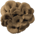 Maitake