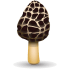 Morel