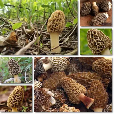 Morels