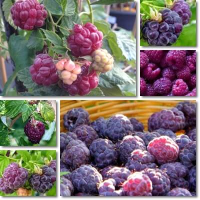 Purple raspberries