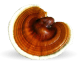 Reishi mushroom