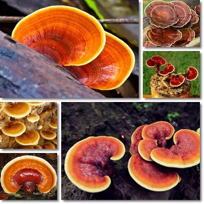 Reishi mushrooms