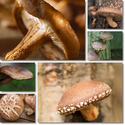 Shiitake Lentinula edodes