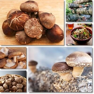 Shiitake mushroom