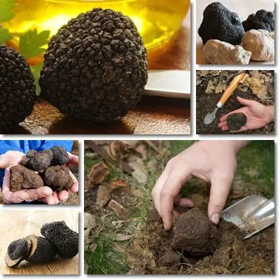 Truffles