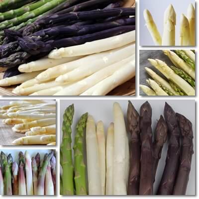 Green asparagus vs purple and white