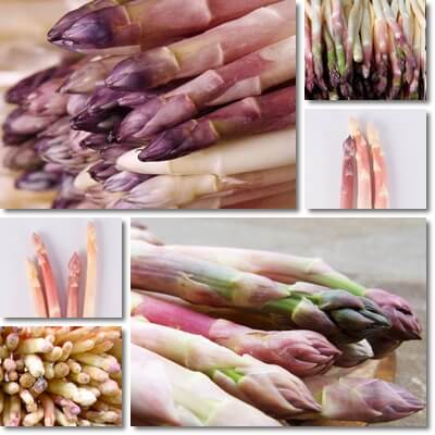 Pink asparagus nutrition
