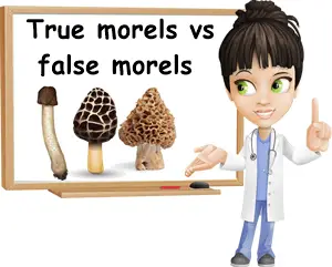 True morel vs false morel