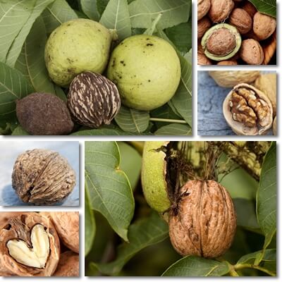 Walnuts health benefits