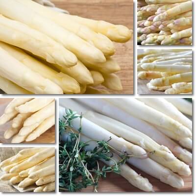 White asparagus nutrition