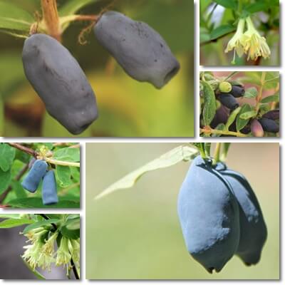 Blue honeysuckle berries