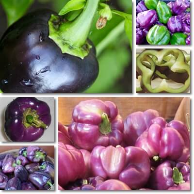 Purple bell peppers