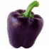 Purple sweet pepper