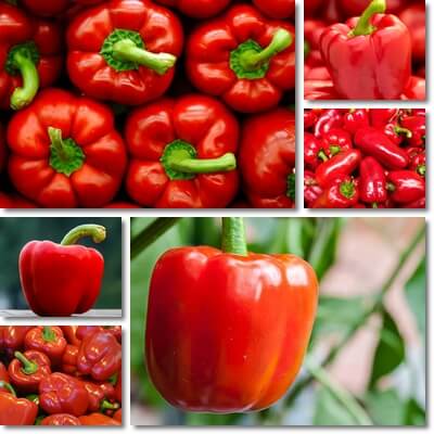 Red bell peppers