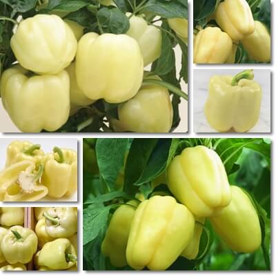 White sweet bell peppers