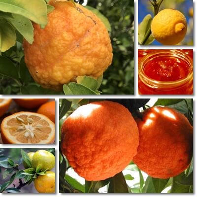 Bitter oranges lose weight