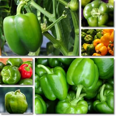 Green bell peppers