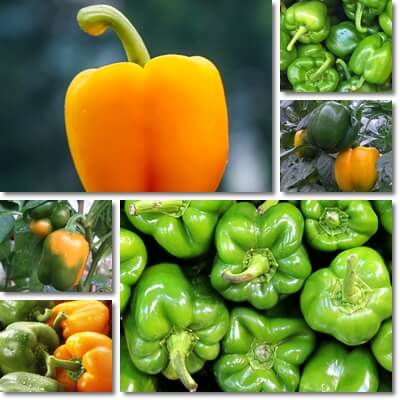 Green vs yellow bell peppers