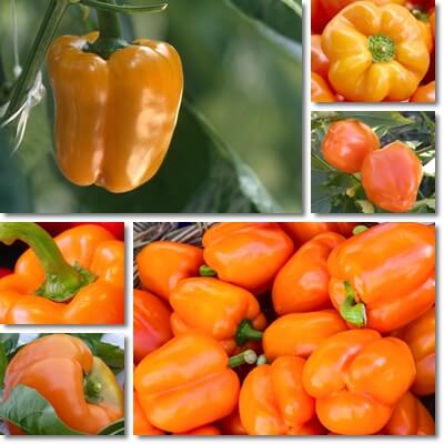 Orange sweet bell pepper