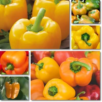 Yellow and orange bell peppers
