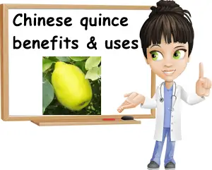 Chinese quince benefits and uses