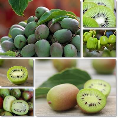 Kiwi berries