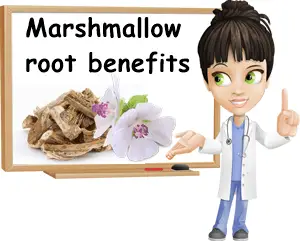 Marshmallow root benefits and uses