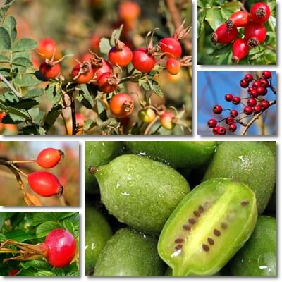 Winter berries edible