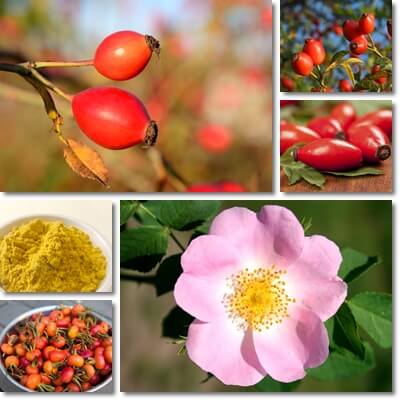 Rose hip health benefits