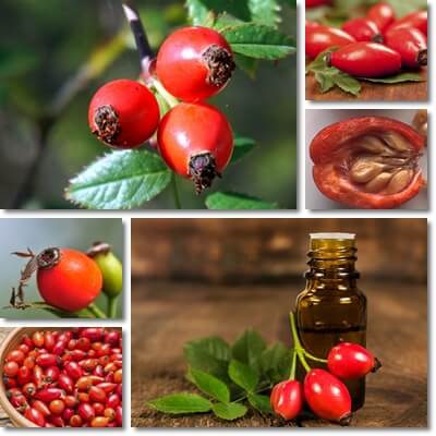 Rose hip oil benefits