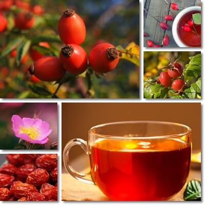 Rose hip tea benefits and side effects