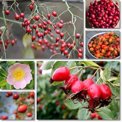 Rose hips vitamin C