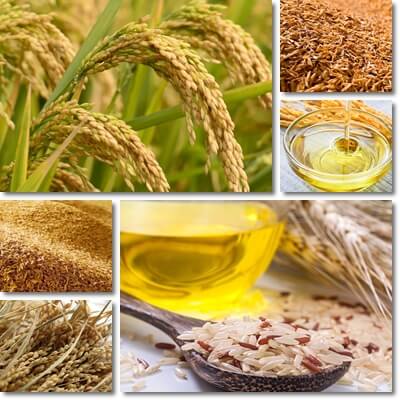 Rice bran oil