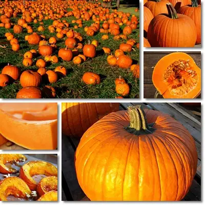 Benefits of pumpkin