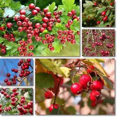 Hawthorn berry benefits