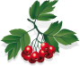 Hawthorn berry